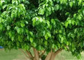 Ficus Benjamina
