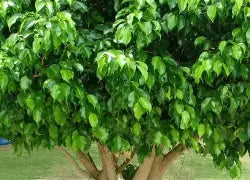 Ficus Benjamina