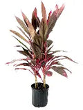 Cordyline