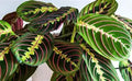 MARANTA