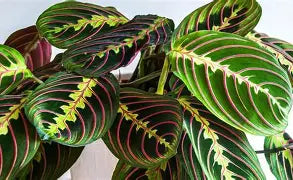 MARANTA